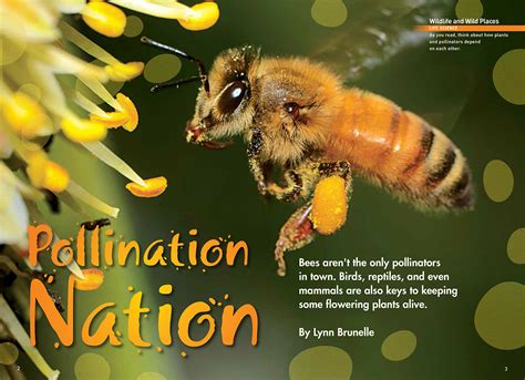 Pdf Pollination Nation National Geographic Society Pollination Worksheet 7th Grade - Pollination Worksheet 7th Grade