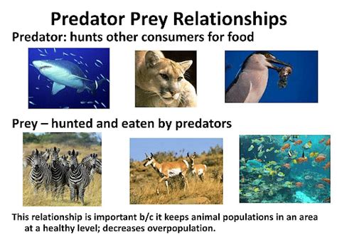 Pdf Predators And Prey The University Of Western Predators And Prey Worksheet - Predators And Prey Worksheet