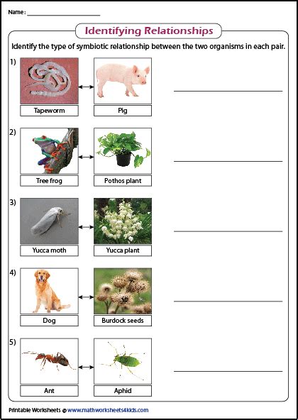 Pdf Relationships Worksheet Symbiotic Relationships Predation And Competition Which Symbiosis Is It Worksheet - Which Symbiosis Is It Worksheet