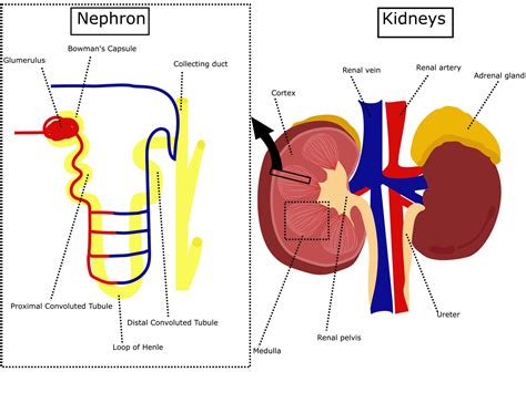 Pdf Sbi4u Human Urinary System Nephron Function Loreescience Structure Of The Nephron Worksheet Answers - Structure Of The Nephron Worksheet Answers