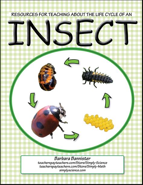 Pdf Science Bug Life Cycles Workbook Ebook4u Science Bug - Science Bug