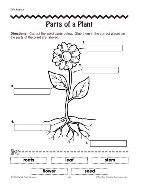 Pdf Science Grade 4 Plant Structure And Function Plant Worksheet 4th Grade - Plant Worksheet 4th Grade