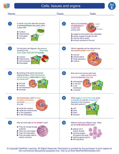 Pdf Science Grade 5 Cells Tissues And Organs Cell Worksheet For 5th Grade - Cell Worksheet For 5th Grade