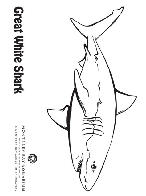 Pdf Sharks Coloring Page Monterey Bay Aquarium Printable Aquarium Coloring Pages - Printable Aquarium Coloring Pages