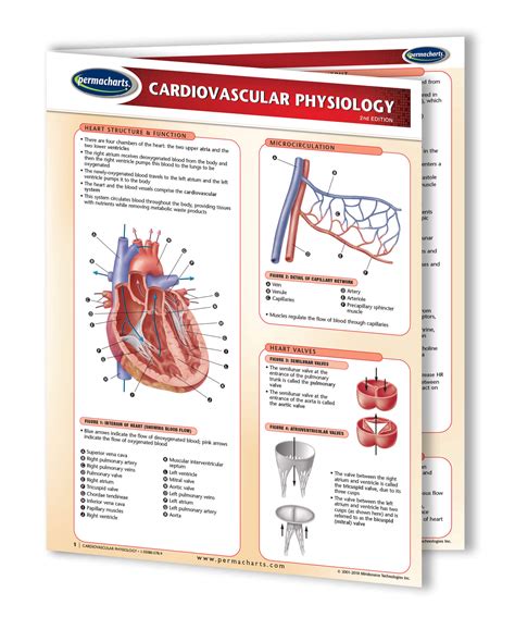 Pdf Teacher X27 S Guide Cardiovascular System Grades The Human Heart Worksheet Answer Key - The Human Heart Worksheet Answer Key