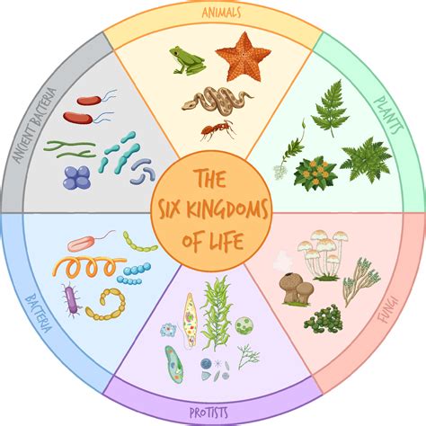 Pdf The 6 Kingdoms Of Life Newpathworksheets Com 6 Kingdom Worksheet - 6 Kingdom Worksheet