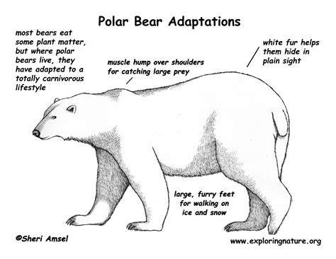 Pdf The Amazingly Adapted Polar Bear Super Teacher Polar Puzzle Answer Key - Polar Puzzle Answer Key