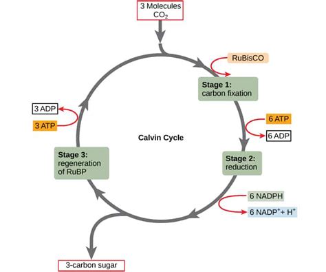Pdf The Calvin Cycle The Calvin Cycle Worksheet - The Calvin Cycle Worksheet