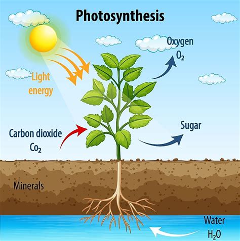 Pdf The Carbon Cycle 1 Photosynthesis And Cycles Worksheet Carbon Cycle Answers - Cycles Worksheet Carbon Cycle Answers