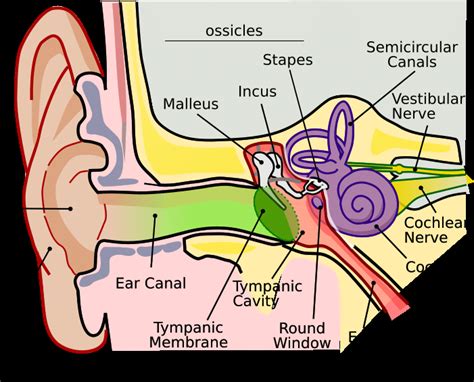 Pdf The Human Ear The American Academy Of Human Ear Worksheet - Human Ear Worksheet