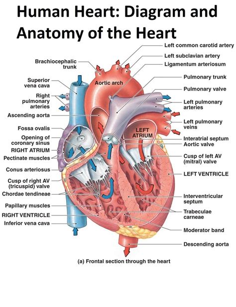 Pdf The Human Heart Anatomy And Circulation Name The Human Heart Worksheet Answer Key - The Human Heart Worksheet Answer Key