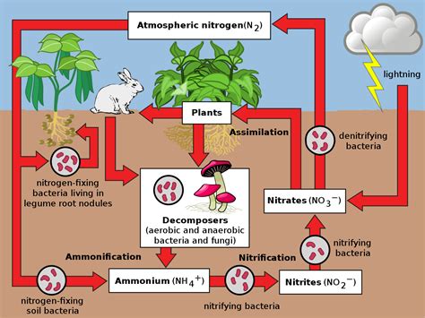 Pdf The Nitrogen Cycle Greenlearning The Nitrogen Cycle Worksheet Answer Key - The Nitrogen Cycle Worksheet Answer Key