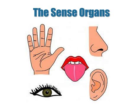 Pdf The Physiology Of Sense Organs By Deforest Picture Of Five Sense Organs - Picture Of Five Sense Organs
