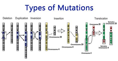 Pdf Types Of Mutations Science 10 Ms Au Chromosomal Mutations Worksheet Answers - Chromosomal Mutations Worksheet Answers