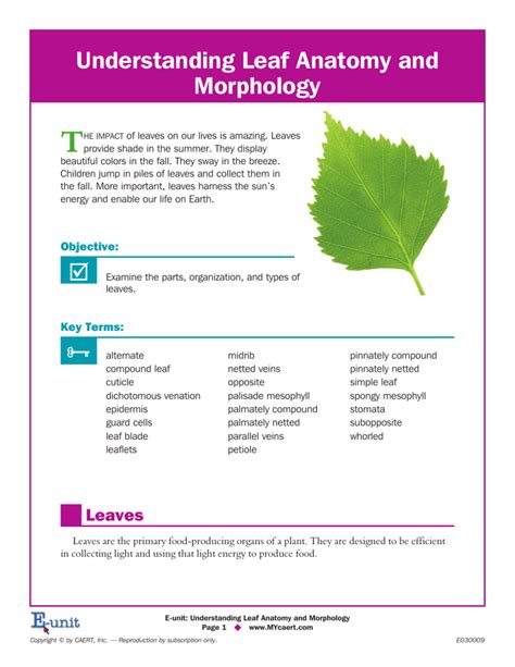 Pdf Understanding Leaf Anatomy And Morphology Leaves Worksheet Answers - Leaves Worksheet Answers