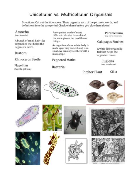 Pdf Unicellular And Multicellular Organisms Unicellular Vs Multicellular Organisms Worksheet - Unicellular Vs Multicellular Organisms Worksheet