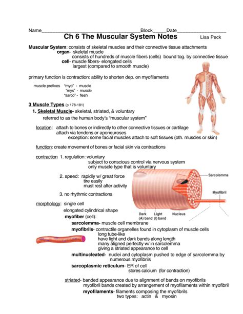 Pdf Unit 5 Muscular System Muscle System Worksheet - Muscle System Worksheet