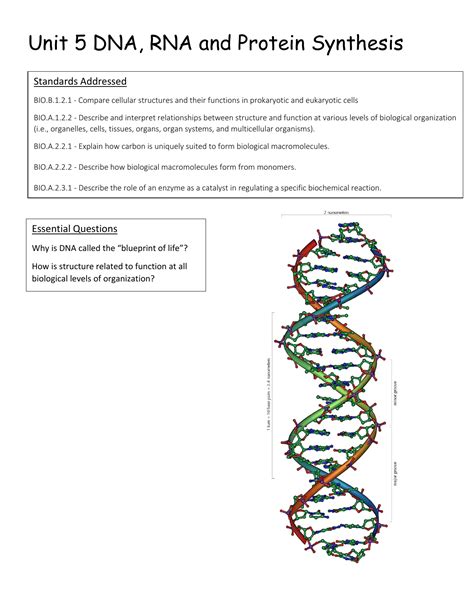 Pdf Unit 9 Dna Amp Protein Synthesis Packet Protein Synthesis Transcription And Translation Worksheet - Protein Synthesis Transcription And Translation Worksheet