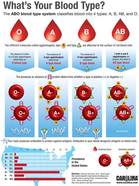 Pdf Whatu0027s Your Blood Type Teacher Guide Stem Blood Types Worksheet Middle School - Blood Types Worksheet Middle School