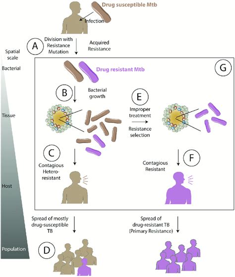 Pdf Worksheet 1 Antimicrobial Resistance Microbiology Discovering Antibiotic Resistance Worksheet - Antibiotic Resistance Worksheet