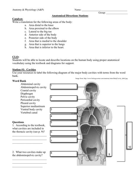 Pdf Worksheet Body Structure Body Cavity Worksheet - Body Cavity Worksheet