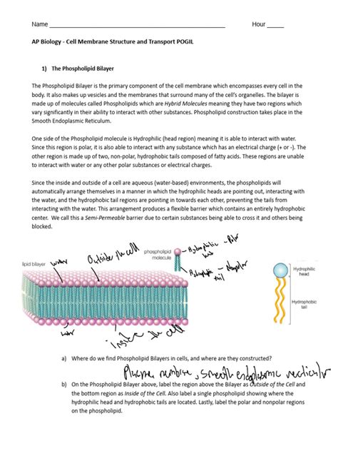 Read Pdf Pogil Answer Key Membrane Structure Bing Free Pdf 