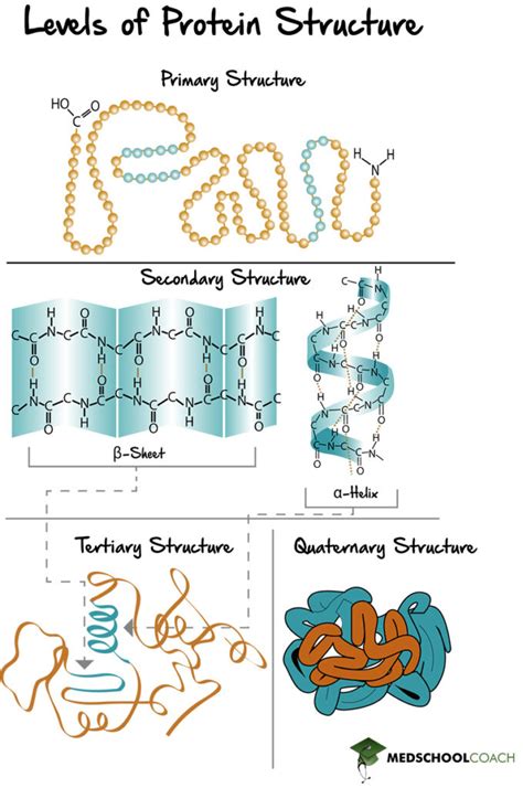 Full Download Pdfprotein Structure Pogilanswer Key 