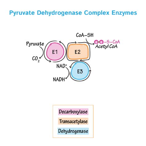 Pdh Pmr  Pyruvate Dehydrogenase Complex Diagram - Pdh Pmr