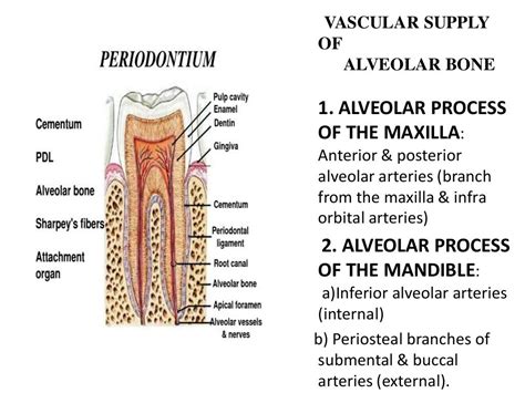 Pdl Cementum Alveolar Bone Arti Pdl - Arti Pdl