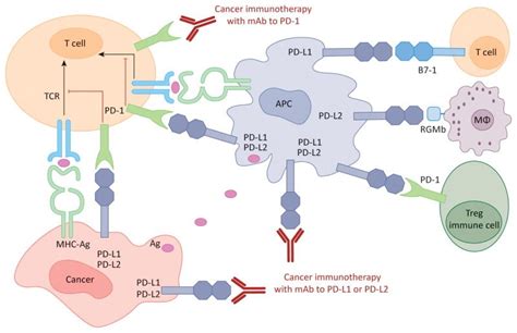 Pdl  Pd L1 Expression Correlates With Outcomes In Patients - Pdl
