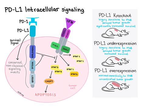 Pdl Pmr  Pdl1 Signals Through Conserved Sequence Motifs To Overcome - Pdl Pmr