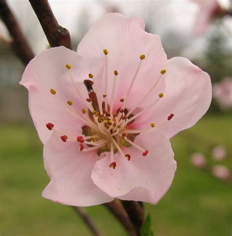 peach blossom flower