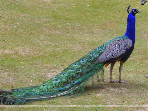 peacock biography