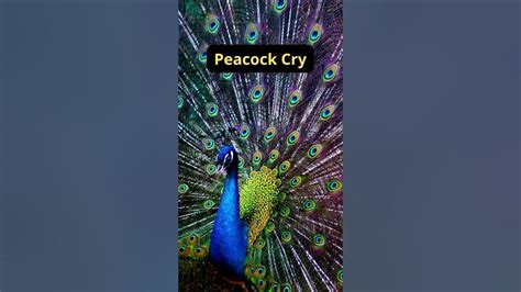 Peacock Cry Embed