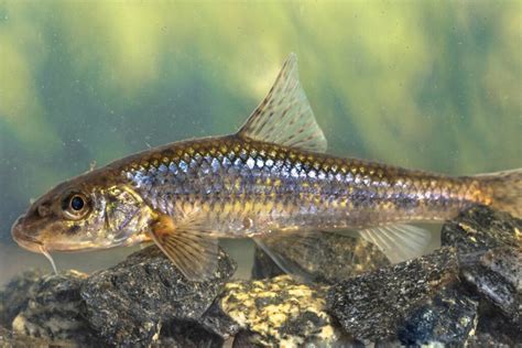 peacock gudgeon General Discussion praquatics.com