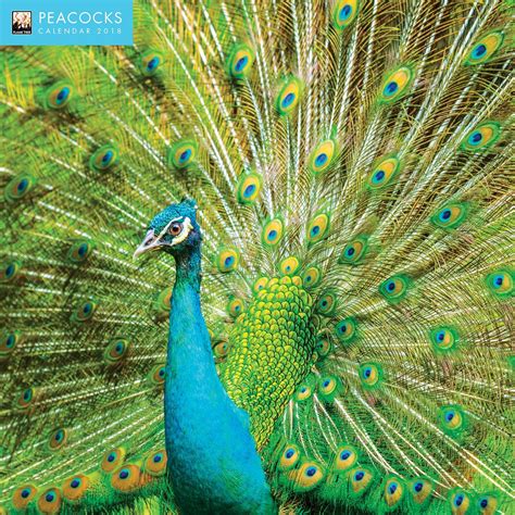 Peacocks 2018 12 X 12 Inch Monthly Square Wall Calendar By Flame Tree Bird Birdwatching Ornithology
