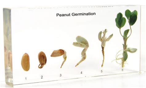 Peanut Sciencedirect Peanut Science - Peanut Science