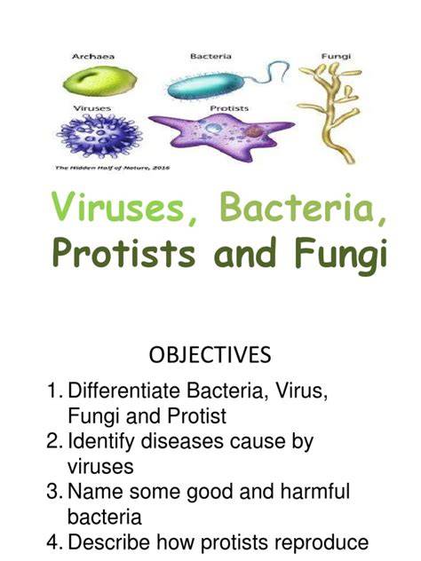 pearson viruses bacteria protists and fungi answers