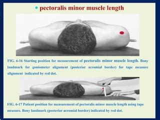 Pect Length Test Measurement