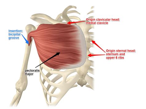 pectoral Etymology, origin and meaning of pectoral by etymonline