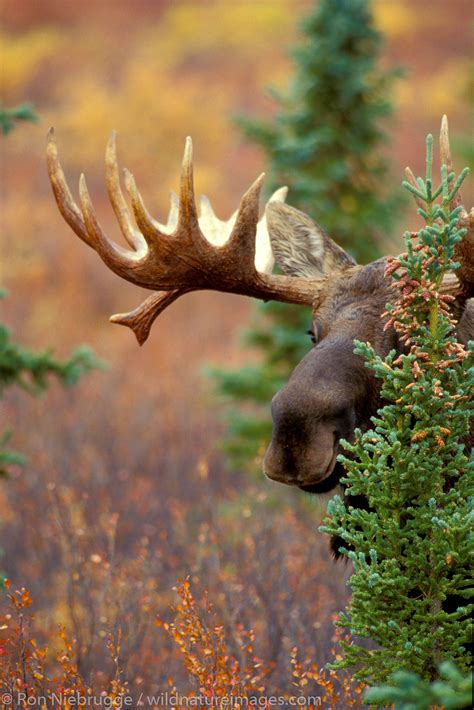 Peek A Moose
