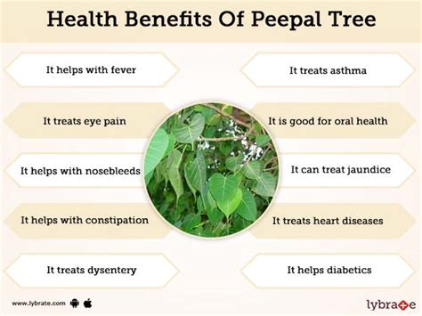 Peepal Tree Uses