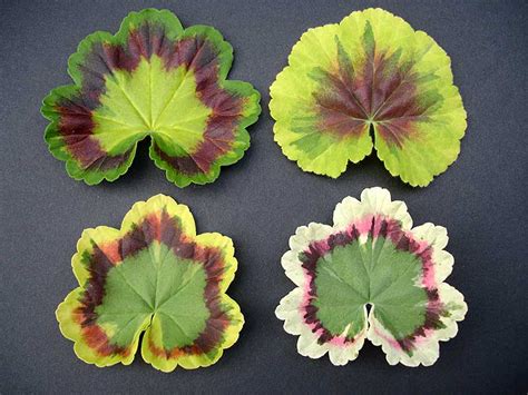 pelargonblad