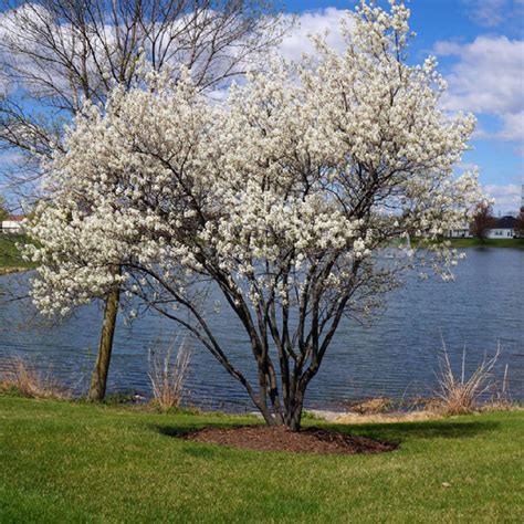 pelargonia kanadyjska