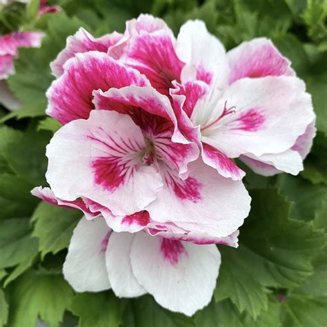 pelargonium