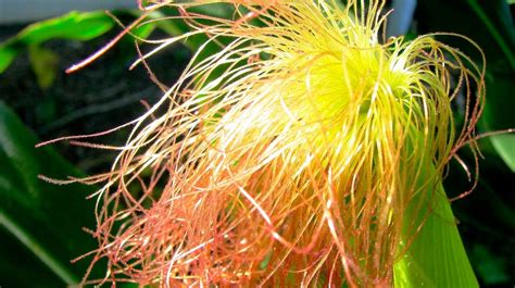 Pelos De Elote