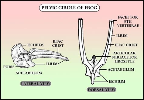Pelvic Girdle Of Frog