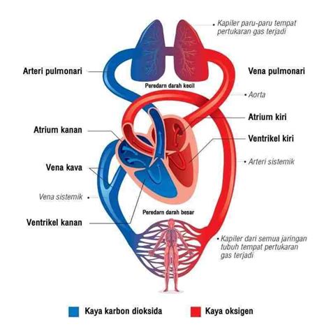 pembuluh darah yang kaya dengan oksigen berasal dari paru-paru dan masuk ke serambi kiri adalah