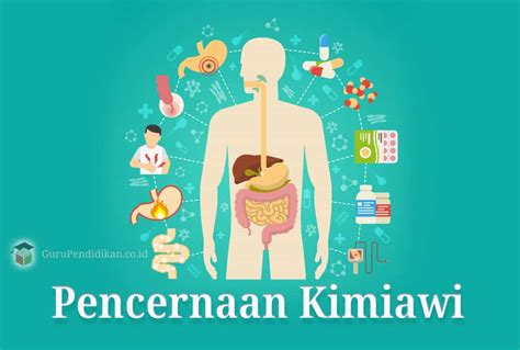 Pencernaan Kimiawi di Mulut: Pecahkan Makanan dengan Enzim!