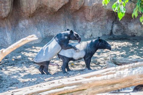 Pene De Tapir